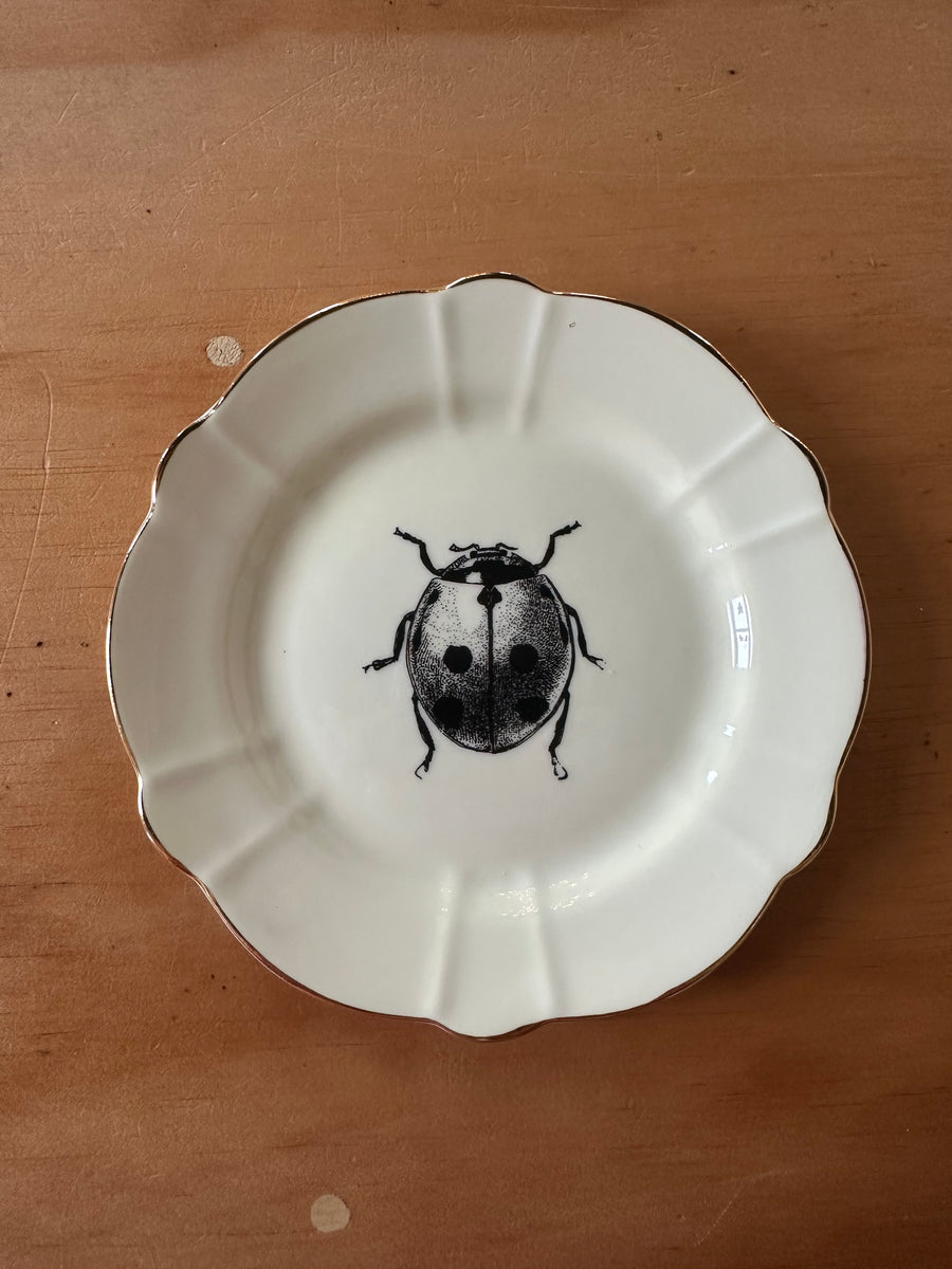 Ladybird