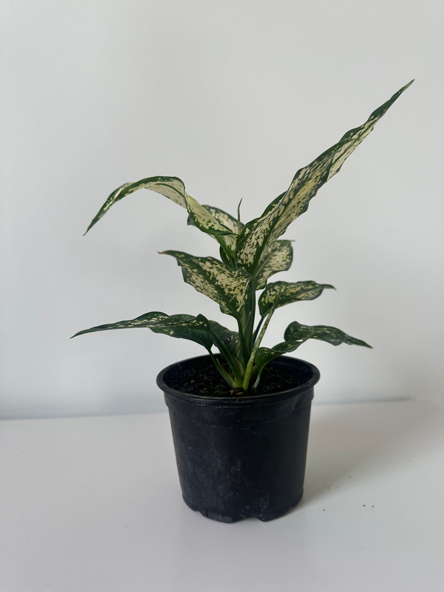 Aglaonema Thai Snowflake