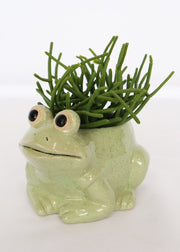 Frog Planter