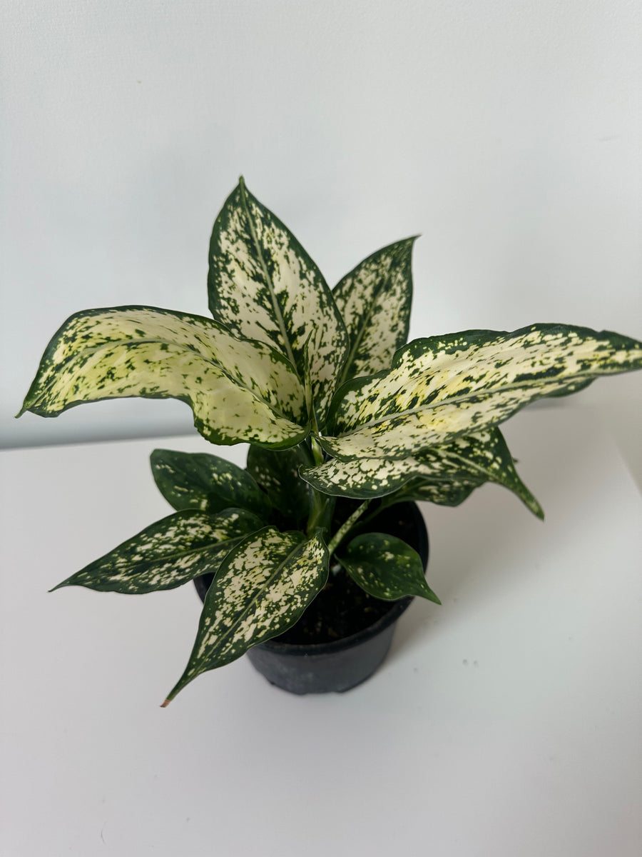 Aglaonema Thai Snowflake